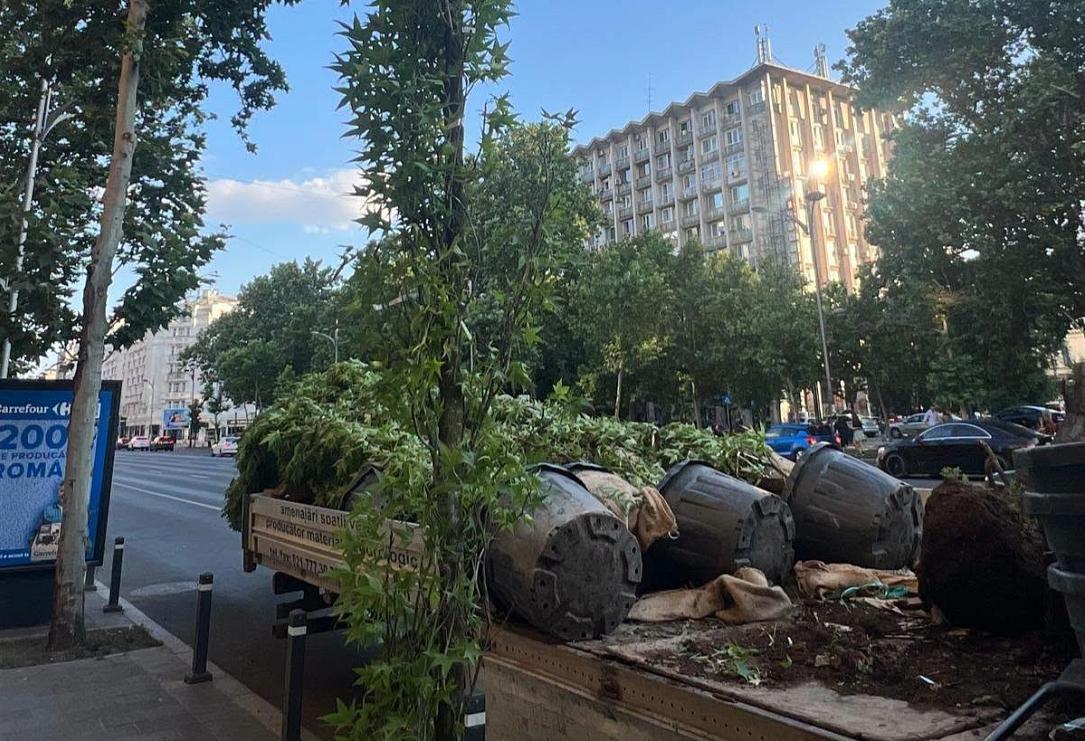 Озеленення бульвара Магеру в Бухаресті — висадження дерев liquidambar