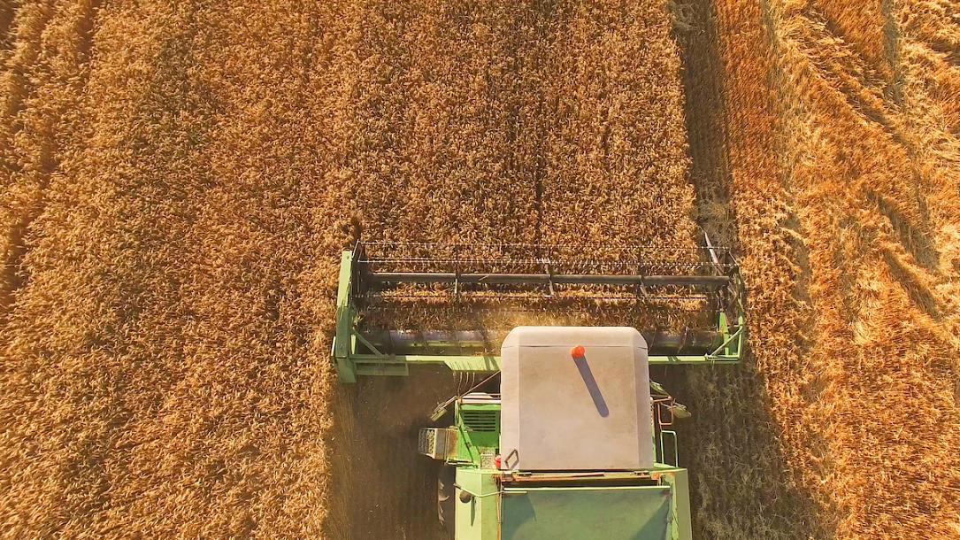 Сільськогосподарське поле — ілюстрація до розслідування EPPO про шахрайство з EU-фондами у Румунії